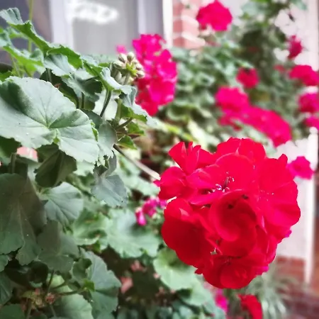 Leggieri Siria Bed & Breakfast